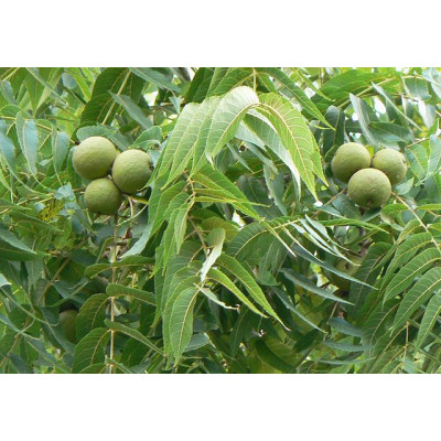 Mustajalopähkinä (Juglans nigra)